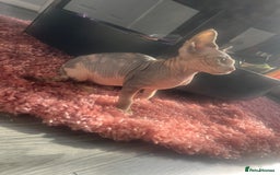 Sphynx cats for sale: Sphynx  - Image 4