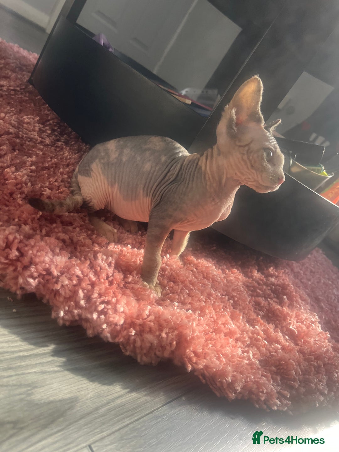 Sphynx cats for sale: Sphynx  - Image 4