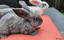 Continental Giant rabbits for sale: Merle colours  , rusian blue fur  - Image 18