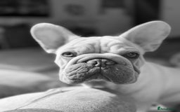 French Bulldog dogs for sale: French bulldog  - Advert 8