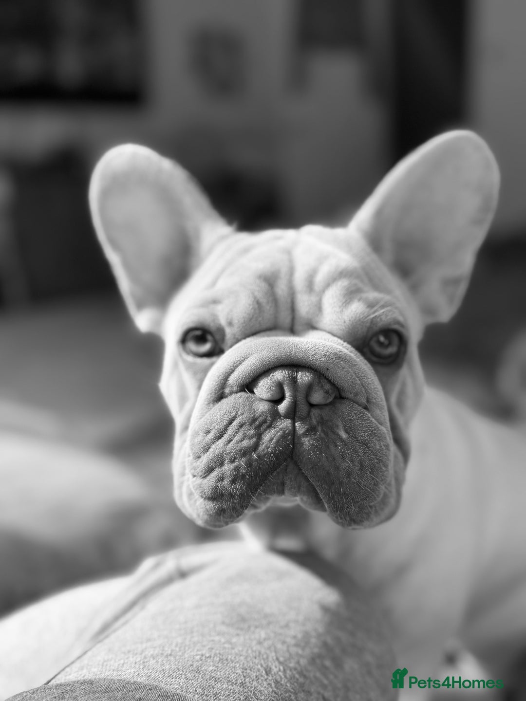 French Bulldog dogs for sale: French bulldog  - Advert 8