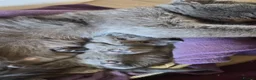 British Shorthair cats for sale: Beautiful British Shorthair Cross Kittens - Advert 8
