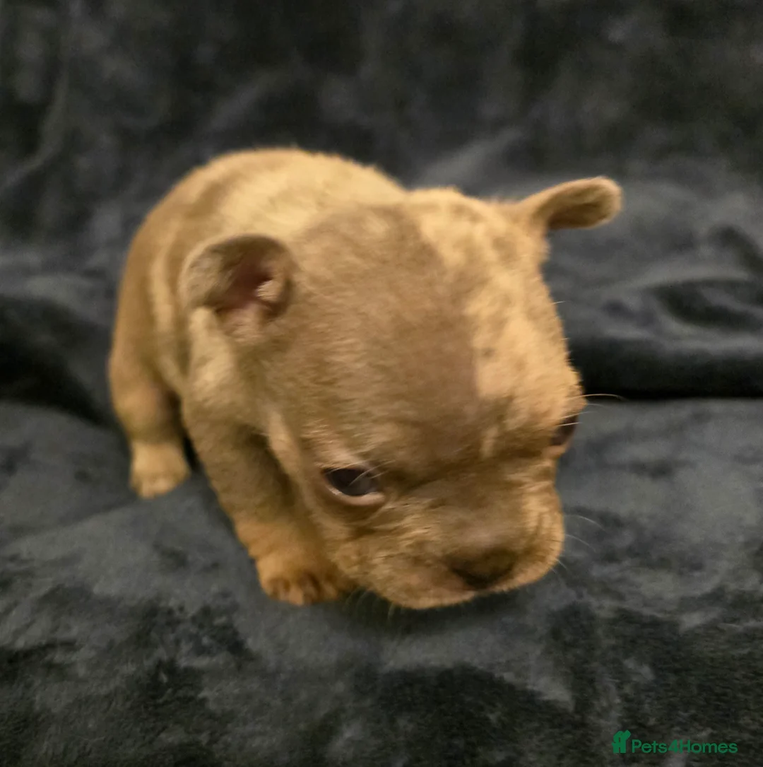 French Bulldog dogs for sale: Chunky Frenchie Puppies  - Advert 32