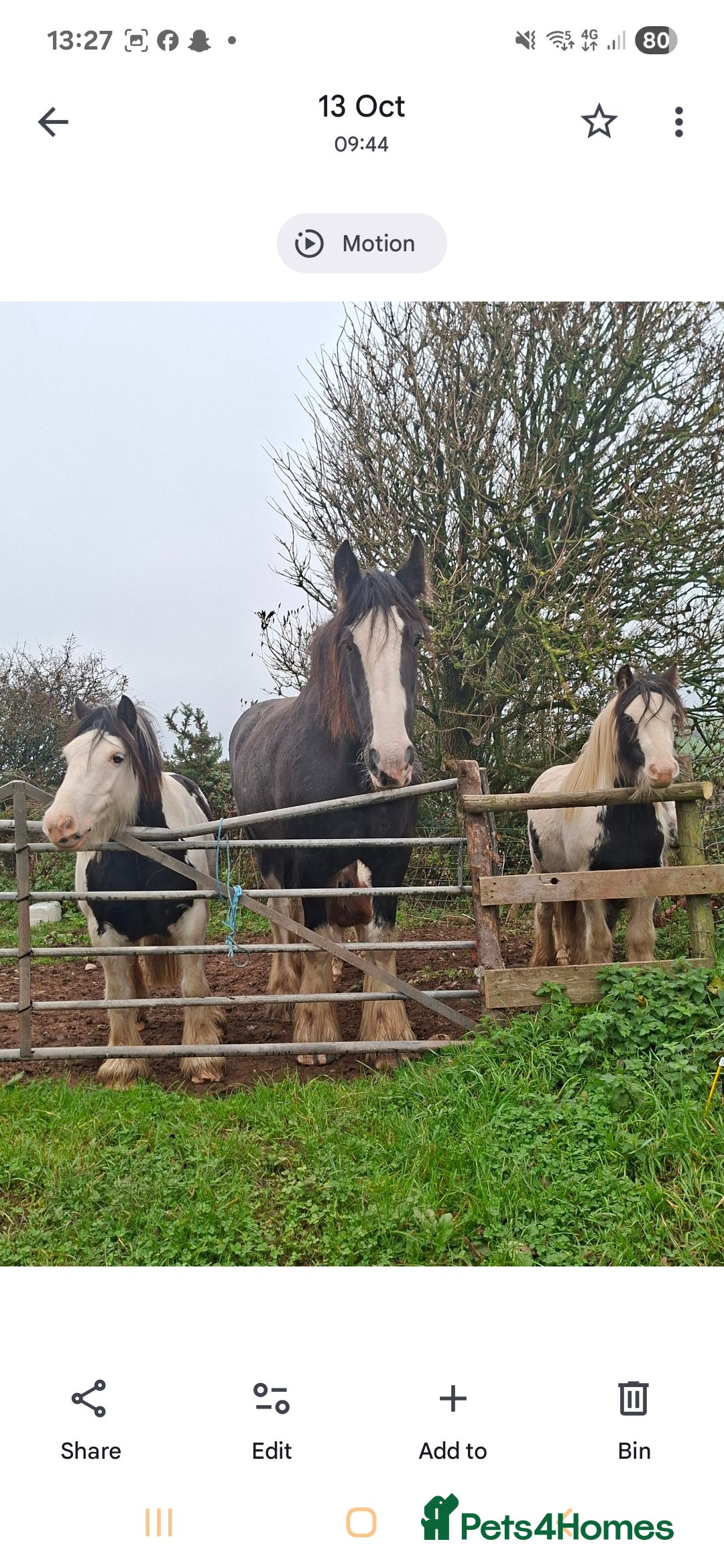 Shire horses for sale: Mini black and white cob - Advert 7