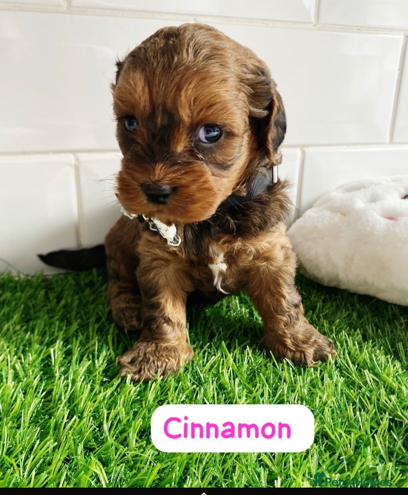 Cavapoo dogs Health tested f1 toy cavapoo puppies  - Advert 2