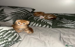 Scottish Fold cats for sale: Scottish fold/straight babies - Image 5