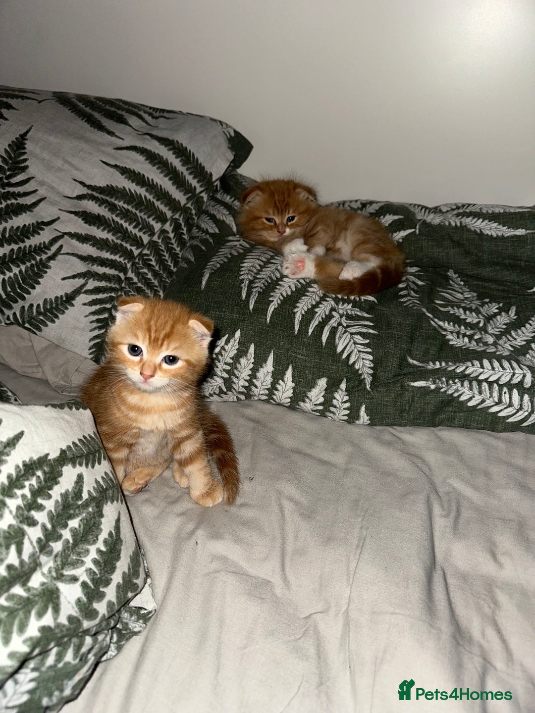 Scottish Fold cats for sale: Scottish fold/straight babies - Image 5