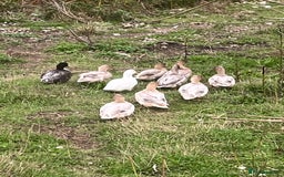 Ducks poultry for sale: Call ducks  in Cullompton - Image 2