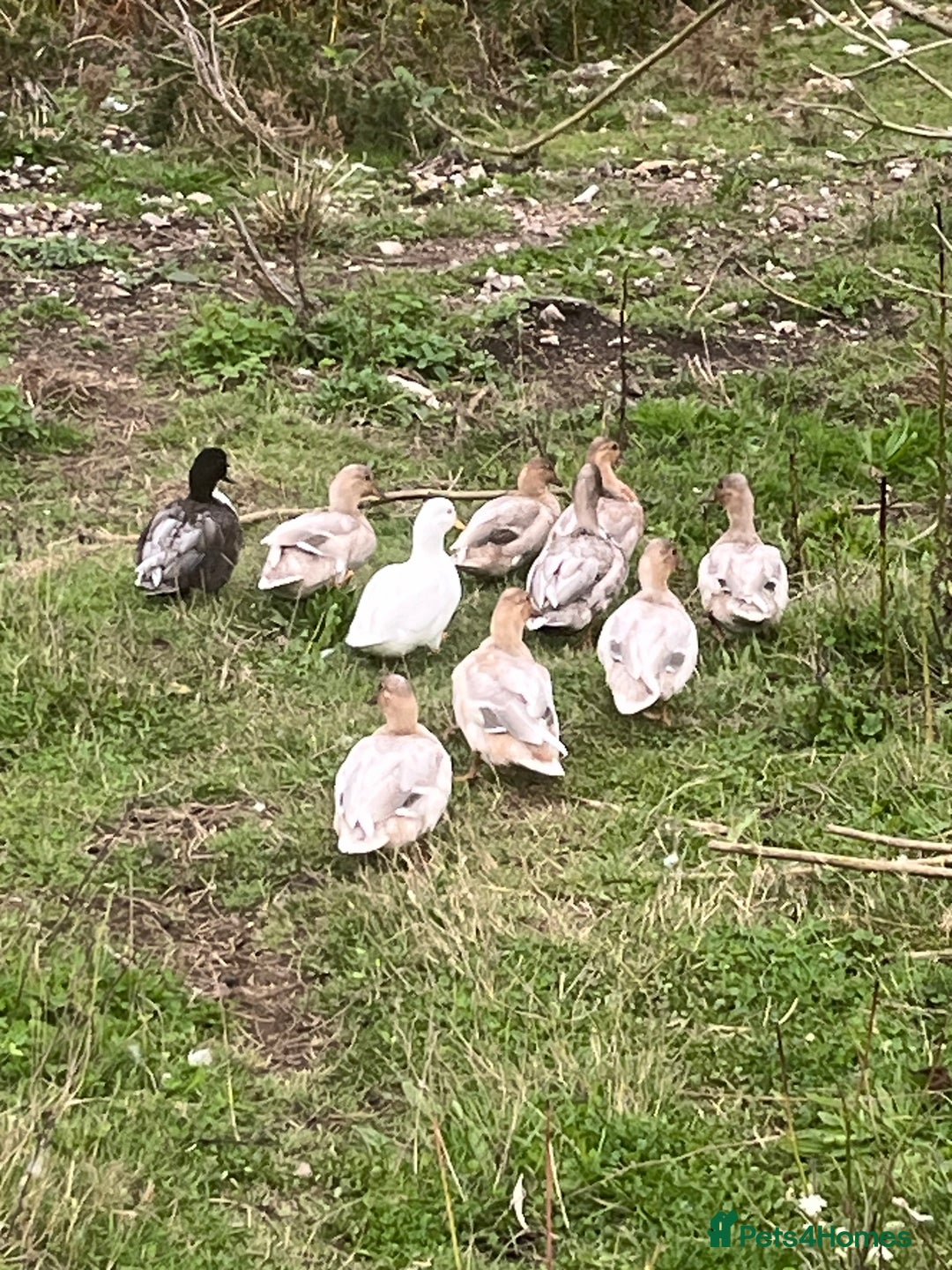 Ducks poultry for sale: Call ducks  in Cullompton - Image 2