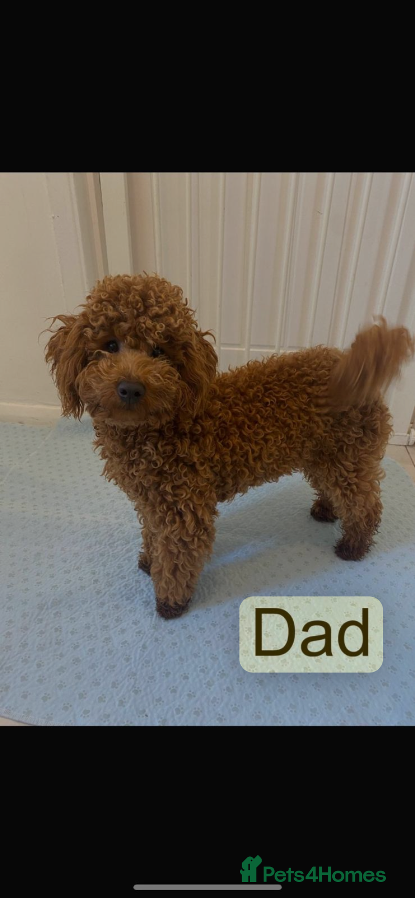 Toy Poodle dogs 🐩Quality Toy Poodle Puppies – Ready now 🐩 - Advert 2