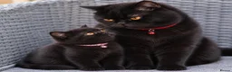 British Shorthair cats for sale: GCCF ready to leave British Shorthair - Advert 3