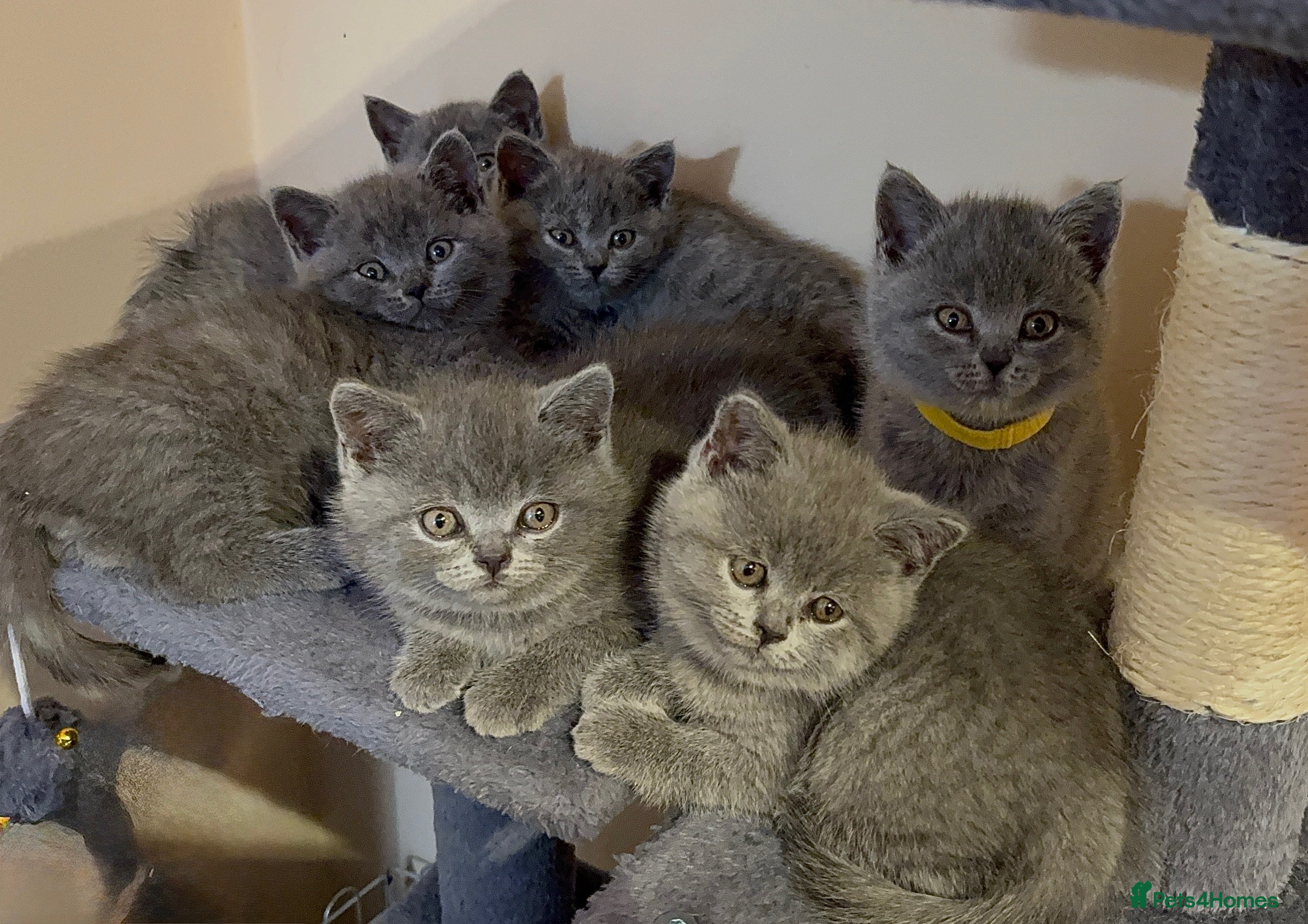 British Shorthair cats Adorable British Shorthair Kittens For Sale  - Advert 8