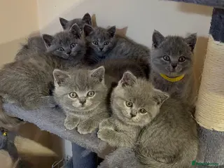 British Shorthair cats Adorable British Shorthair Kittens For Sale - Advert 17
