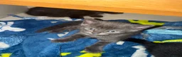 British Shorthair cats for sale: 4 kittens  in Eastleigh - Advert 4