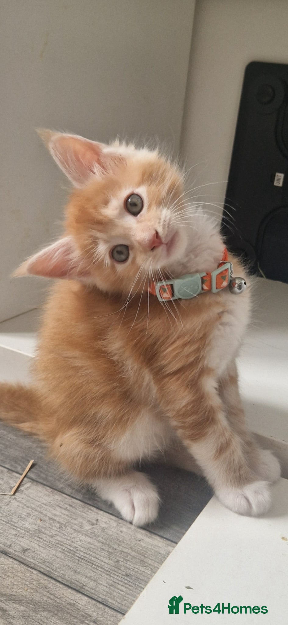Maine Coon cats Stunning TICA registered Maine Coons - Advert 2