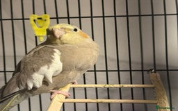 Cockatiels birds for sale: X2 cockatiels  - Image 3