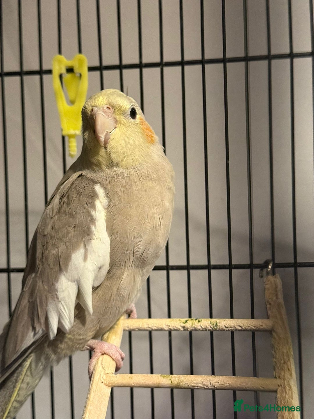 Cockatiels birds for sale: X2 cockatiels  - Image 3