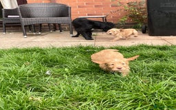 Cocker Spaniel dogs for sale: KC registered cocker spaniel pups for sale  - Image 26