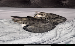 Mixed Breed cats for sale: Kittens MaineCoon x Bengal 8 weeks ready today  - Image 4