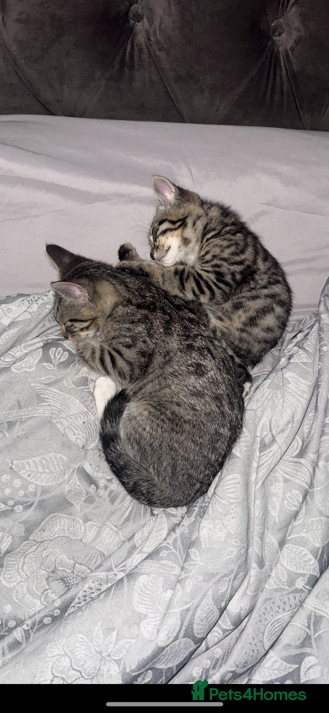 Mixed Breed cats for sale: Kittens MaineCoon x Bengal 8 weeks ready today  - Image 4