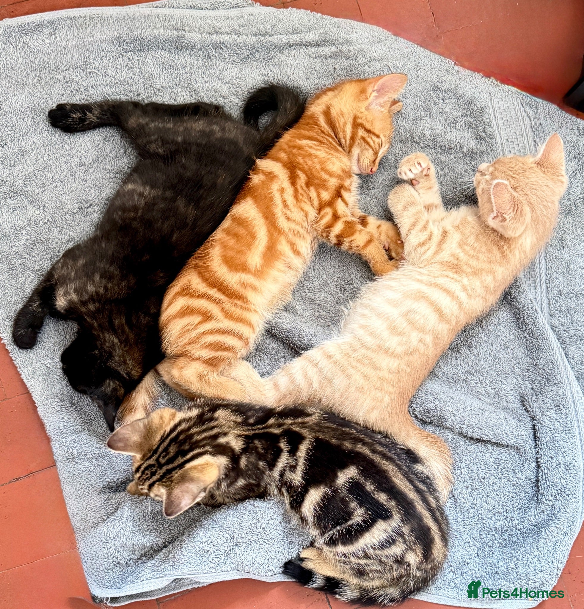 Mixed Breed cats ❤︎︎ Half-Bengal Kittens Looking for Loving Homes - Advert 4