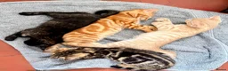 Mixed Breed cats for sale: ❤︎︎ Half-Bengal Kittens Looking for Loving Homes - Advert 1