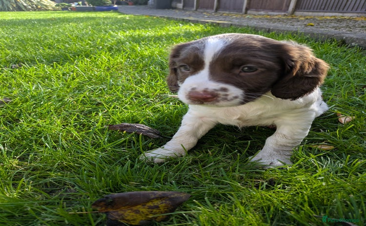 English Springer Spaniel dogs - Advert 3