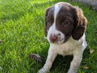 English Springer Spaniel dogs - Advert 4