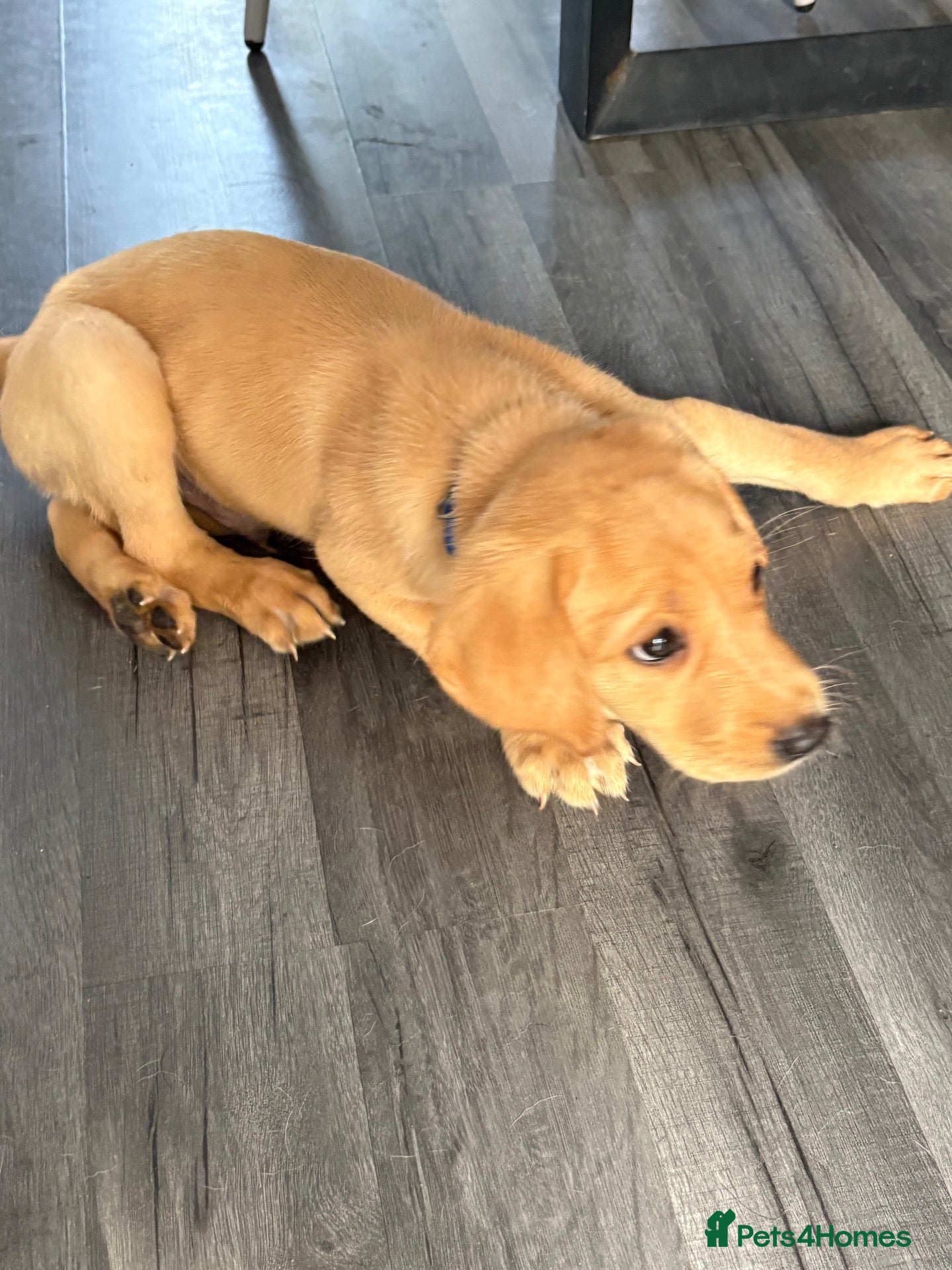 Labrador Retriever dogs 2 Boys Left  !! KC REG LABRADORS  - Advert 11