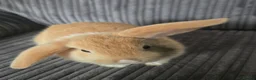 Mixed Breed rabbits for sale: Baby Bunnies for sale - Advert 5