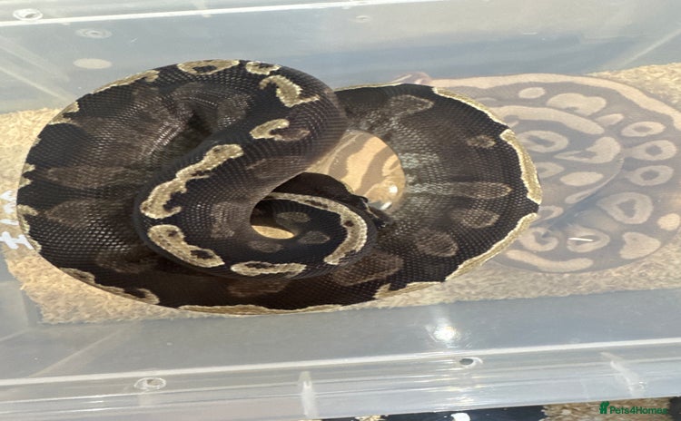 Python Snake reptiles - Advert 2