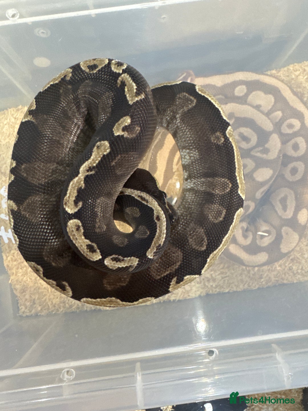 Python Snake reptiles for sale: Various Royal Pythons - Image 1