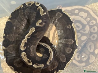 Python Snake reptiles Various Royal Pythons - Advert 3