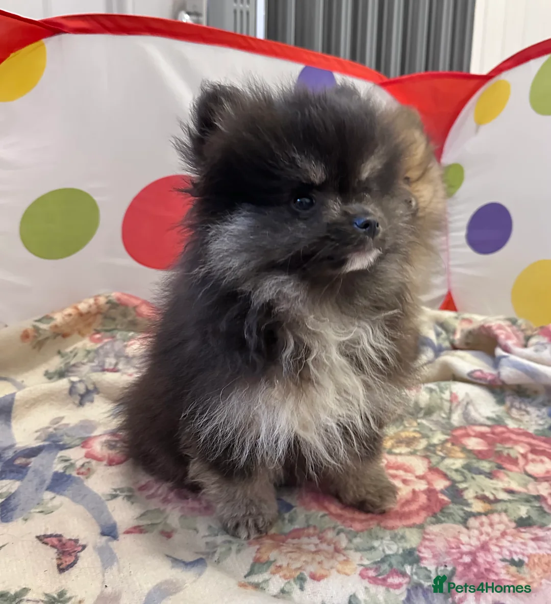 Pomeranian dogs for sale: Lovely Pomeranian puppies  - Advert 1
