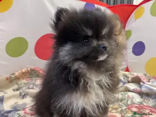 Pomeranian dogs Lovely Pomeranian puppies - Advert 1