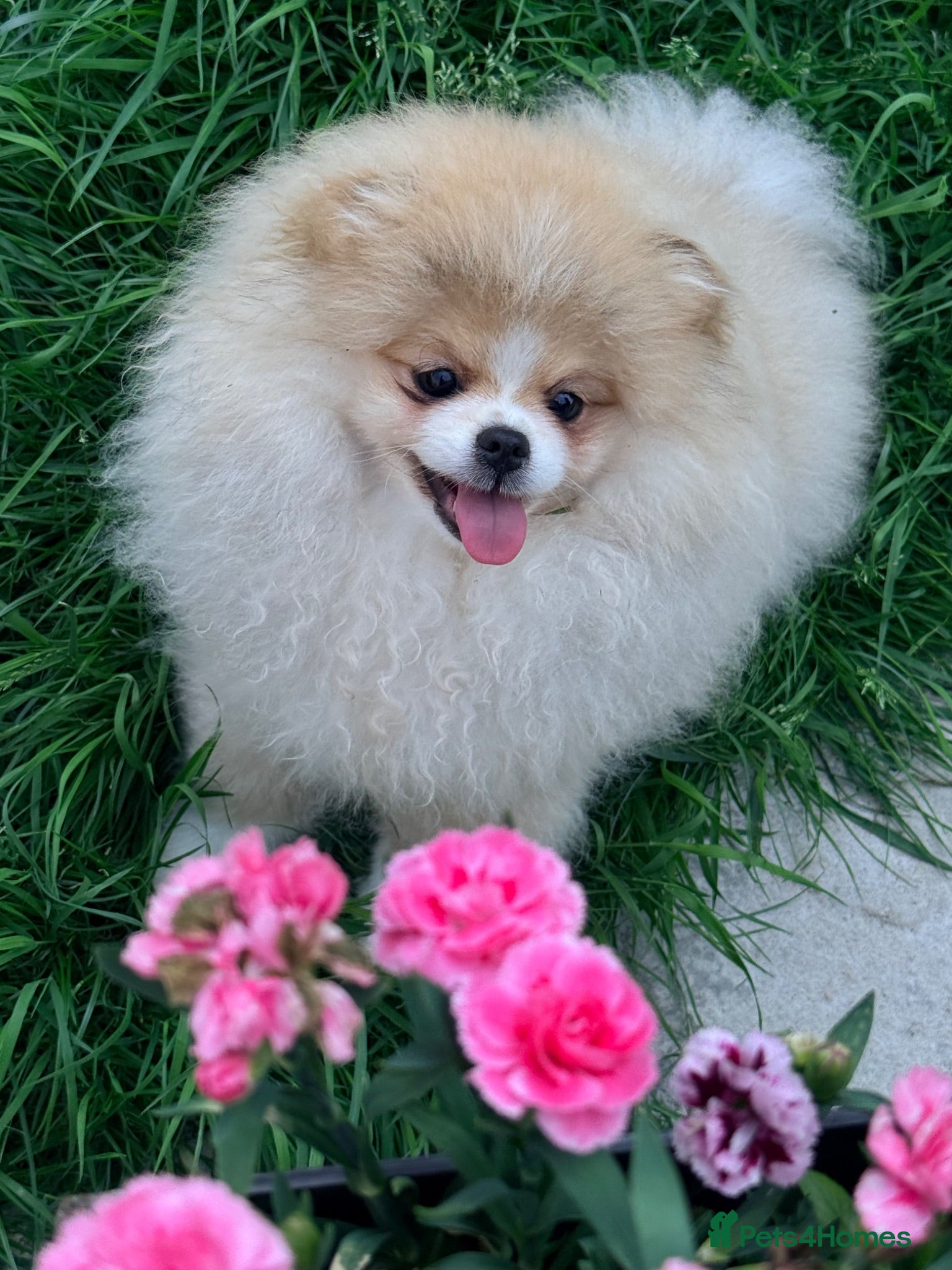 Pomeranian dogs KC Registered, Teddy bear Pom,Fluffy & Loving  - Advert 1