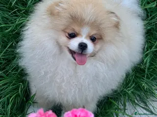 Pomeranian dogs KC Registered, Teddy bear Pom,Fluffy & Loving - Advert 1