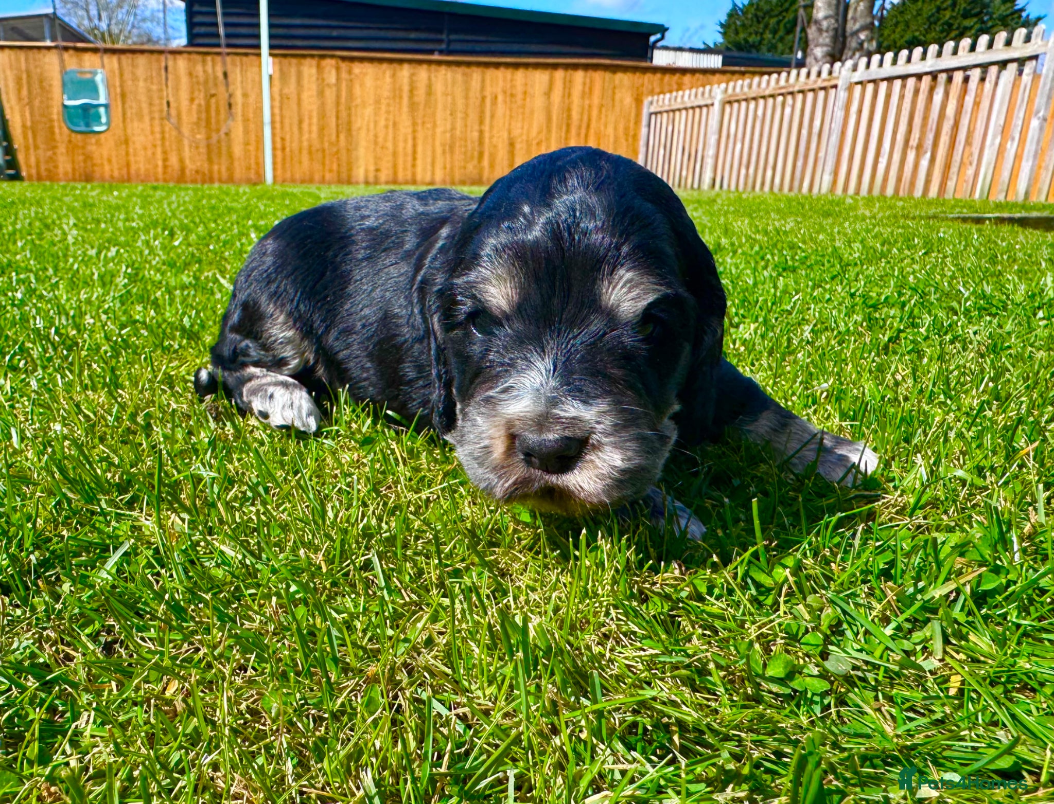 Cocker Spaniel dogs KC Registered Show Cocker Spaniel Babies 🐾🐾🐾 - Advert 1