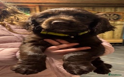 Sprocker dogs for sale: 2 x sprocker pups for sale  - Image 3