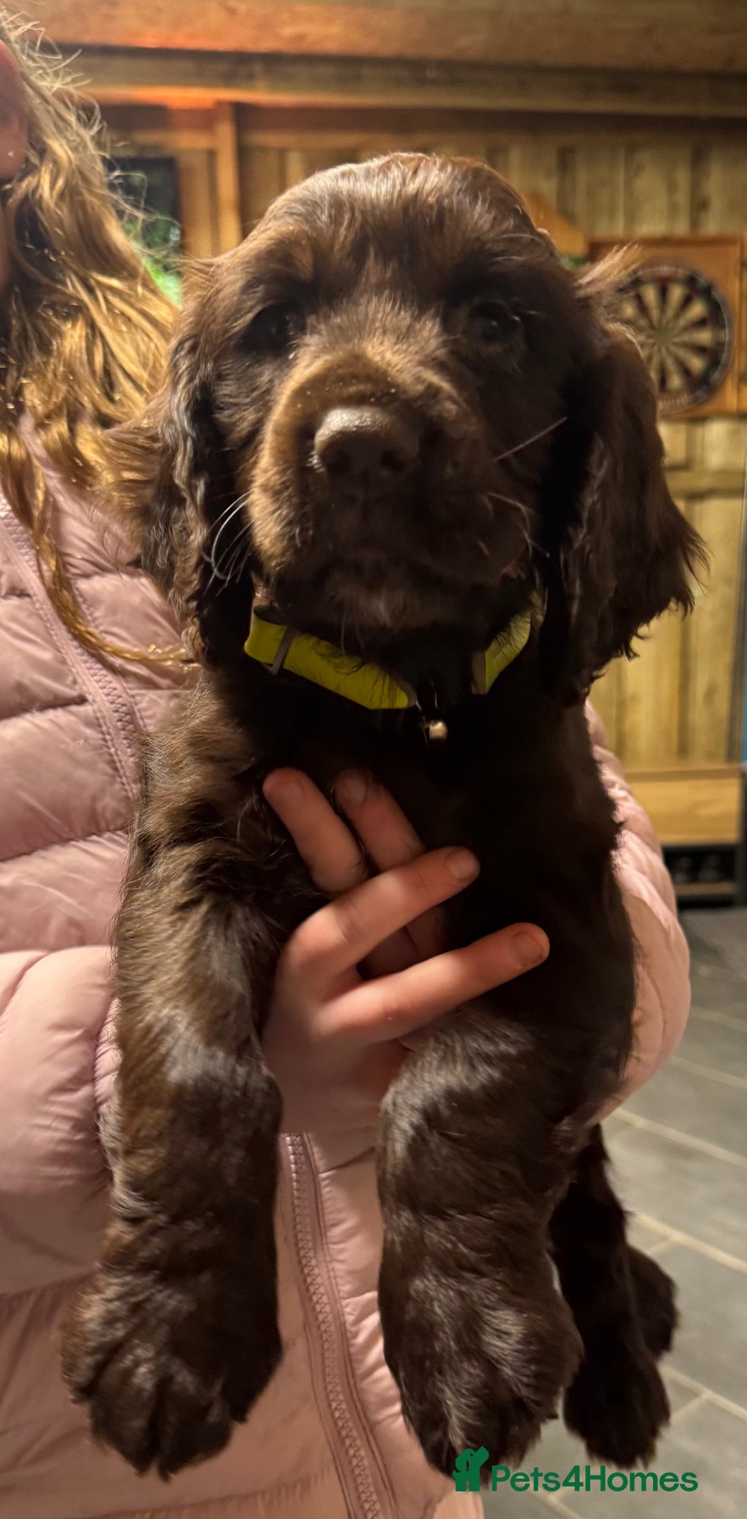 Sprocker dogs for sale: 2 x sprocker pups for sale  - Image 3