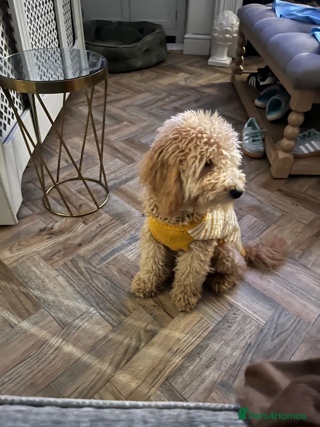 Toy Poodle dogs for sale: Apricot toy poodle - Advert 2