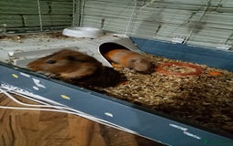 Guinea Pig rodents for sale: Pair of Female Guinea Pigs For Sale - Image 3