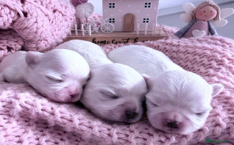 Maltese dogs - Advert 1