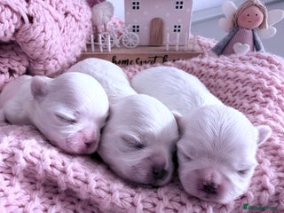 Maltese dogs - Advert 1