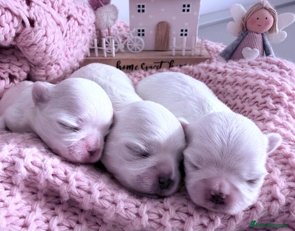 Maltese dogs - Advert 1