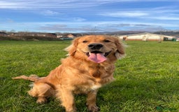 Golden Retriever dogs for stud: HANDSOME 2 YEAR OLD RED STUD - GOLDEN RETRIEVER  - Image 1
