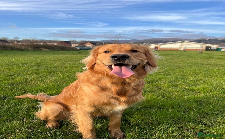 Golden Retriever dogs - Advert 11