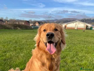 Golden Retriever dogs HANDSOME 2 YEAR OLD RED STUD - GOLDEN RETRIEVER - Advert 2