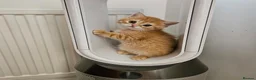 Scottish Fold cats for sale: Adorable Scottish Fold Straight Ear Tabby Kittens  - Advert 14