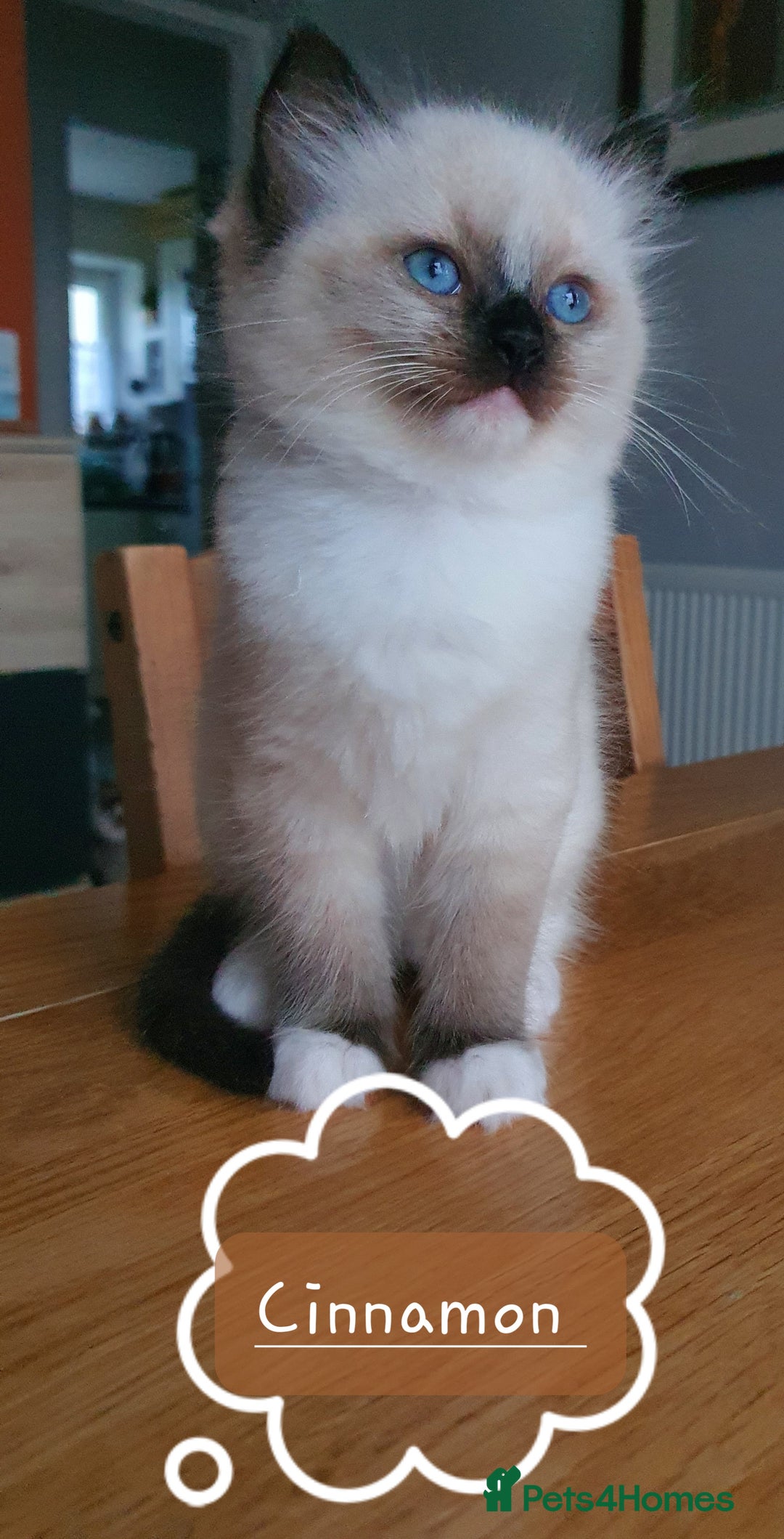 Ragdoll cats for sale: ✨🐾Ragdoll Kittens Ready for Their Loving Homes🐾✨ - Advert 10